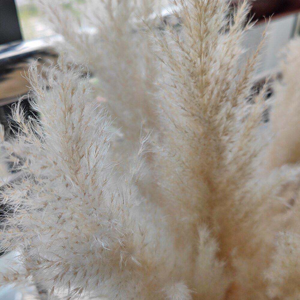 80 cm Pampas Pluimen Boeket – Natuurlijk & Fluffy Voor Boho Interieur